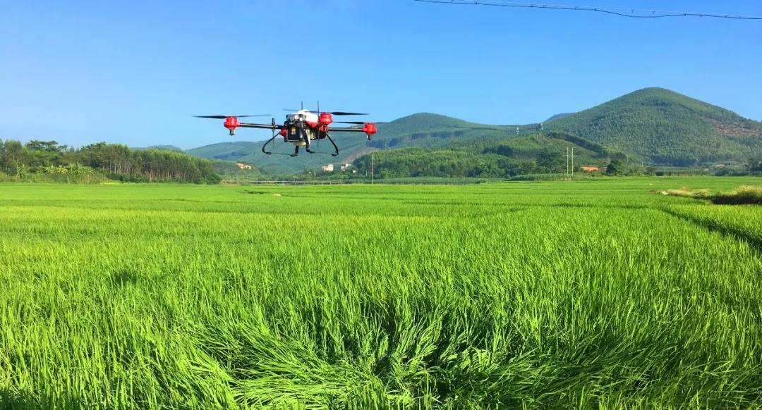 无人机在水稻绿色防控中“大显身手”(图4)