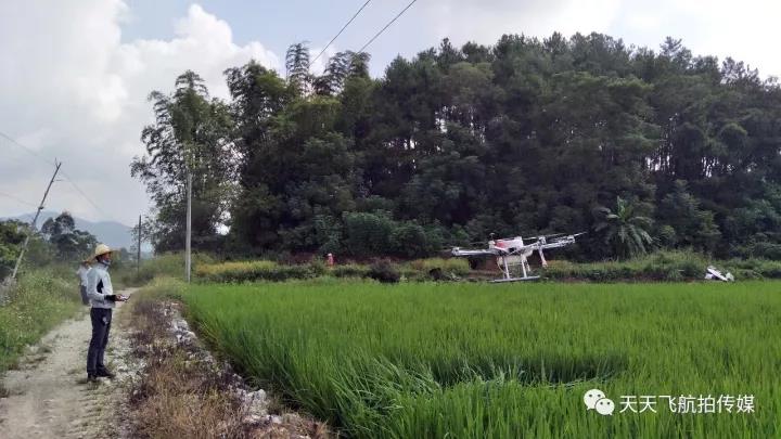 无人机在水稻绿色防控中“大显身手”(图6)